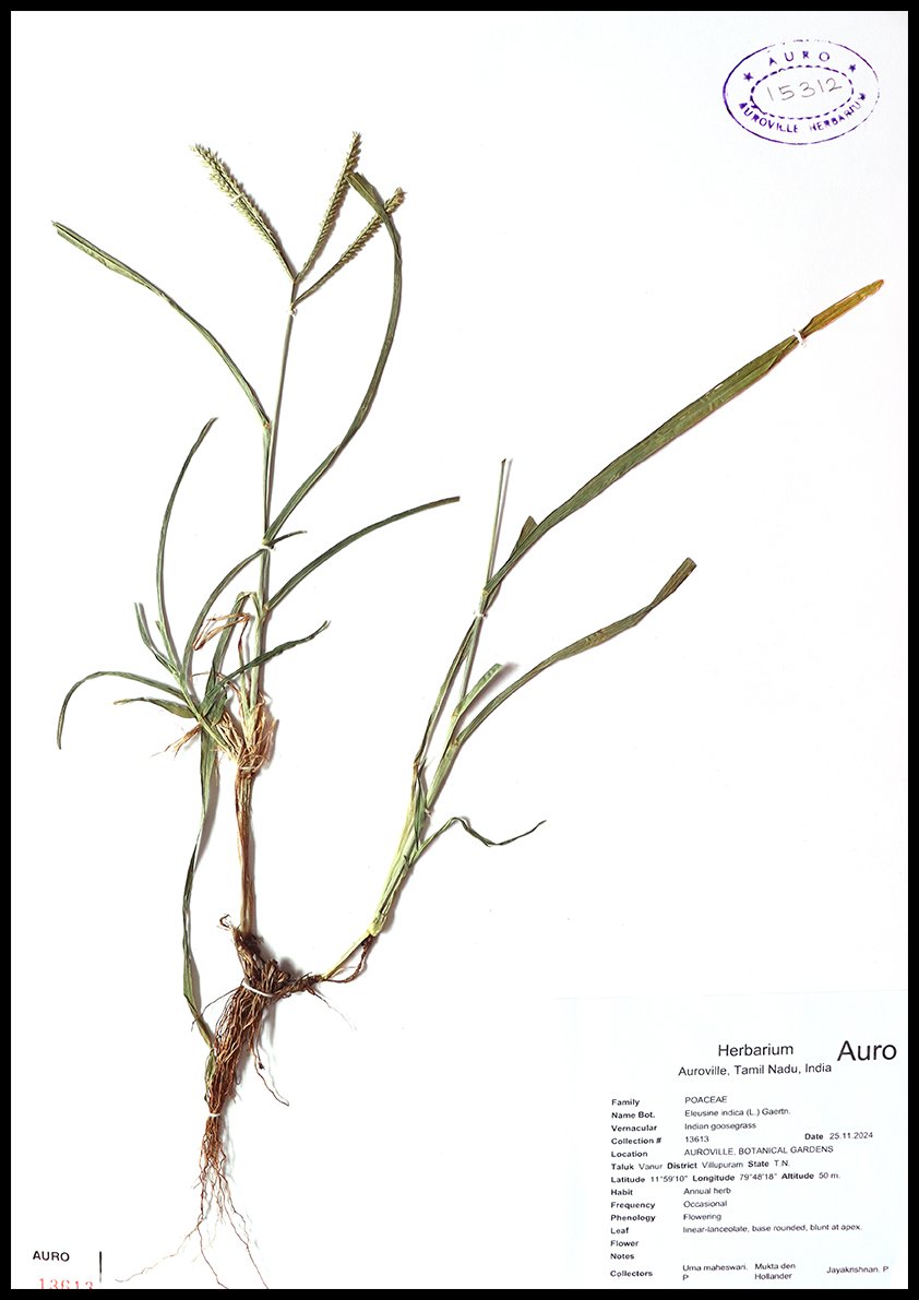 Dry herbarium images